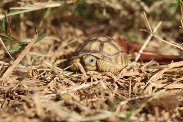 African Sulcata Tortoise Natural Habitat,Close up African spurred tortoise resting in the garden,...