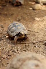 Cute small baby Red-foot Tortoise in the nature,The red-footed tortoise (Chelonoidis carbonarius) is a species of tortoise from northern South America