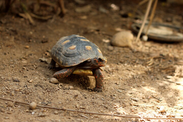 Cute small baby Red-foot Tortoise in the nature,The red-footed tortoise (Chelonoidis carbonarius) is a species of tortoise from northern South America