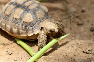 African Sulcata Tortoise Natural Habitat,Close up African spurred tortoise resting in the garden, Slow life ,Africa spurred tortoise sunbathe on ground with his protective shell ,Beautiful Tortoise