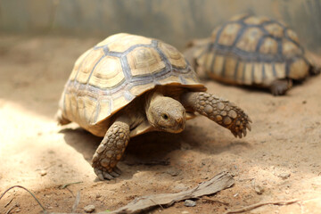 African Sulcata Tortoise Natural Habitat,Close up African spurred tortoise resting in the garden, Slow life ,Africa spurred tortoise sunbathe on ground with his protective shell ,Beautiful Tortoise