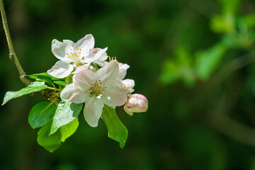 Beautiful branch of blossoming apple tree against blurred green background. Close-up of white with pink apple flowers. Selective focus. There is place for your text