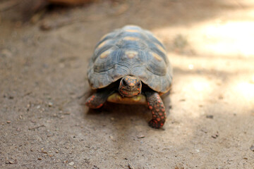 Cute small baby Red-foot Tortoise in the nature,The red-footed tortoise (Chelonoidis carbonarius) is a species of tortoise from northern South America