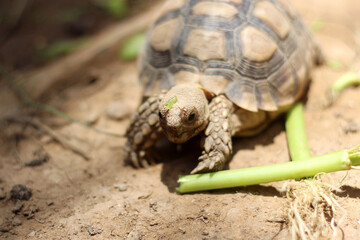 African Sulcata Tortoise Natural Habitat,Close up African spurred tortoise resting in the garden, Slow life ,Africa spurred tortoise sunbathe on ground with his protective shell ,Beautiful Tortoise