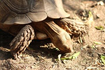 African Sulcata Tortoise Natural Habitat,Close up African spurred tortoise resting in the garden, Slow life ,Africa spurred tortoise sunbathe on ground with his protective shell ,Beautiful Tortoise - obrazy, fototapety, plakaty
