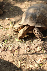 African Sulcata Tortoise Natural Habitat,Close up African spurred tortoise resting in the garden, Slow life ,Africa spurred tortoise sunbathe on ground with his protective shell ,Beautiful Tortoise