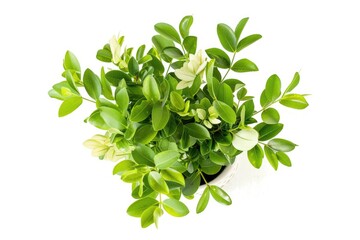 A green potted plant on a white surface, suitable for home decor