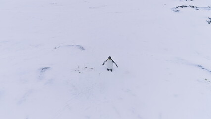 Lone King Penguin Wave Wing Antarctica Aerial View. Antarctic Polar Wildlife Habitat Eternal Frost Extreme Wild Nature Snow Landscape. Drone Top Overview