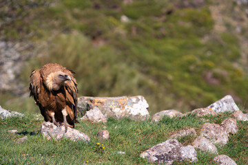 Griffon vulture in the meadow.