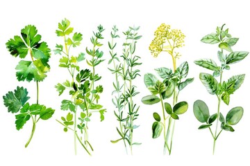 A collection of different types of herbs on a plain white background. Ideal for culinary and herbal medicine concepts