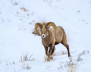 sheep in snow