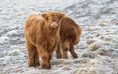 Highland cow