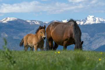 Fototapeta premium horses grazing in the mountains