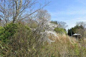 Obraz premium 福島県 諏訪神社 福島県の名所