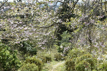 福島県　諏訪神社　福島県の名所