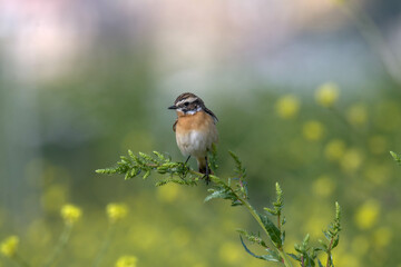 bird on a branch