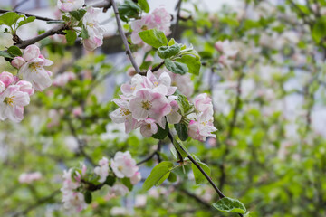 Apple branches with flowers on a blurred background