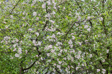 Fototapeta premium Background of branches of old blooming apple trees with flowers