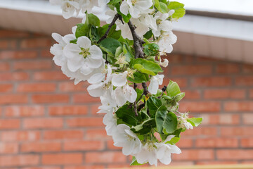 Apple branch with flowers on a blurred background of building