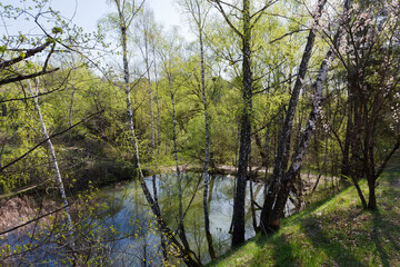 Overgrown forest lake with hilly banks in sunny spring morning