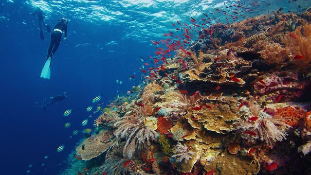 Underwater footage of the healthy coral reef in Komodo National Park in Indonesia with freedivers swimming on the background