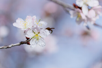 桜の花