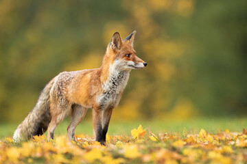 Red fox (Vulpes vulpes) is the largest of the true foxes and one of the most widely distributed...