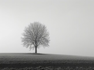 b'Black and white photo of a lonely tree on a hill'