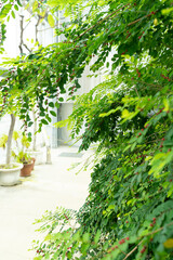 オオシマコバンノキ