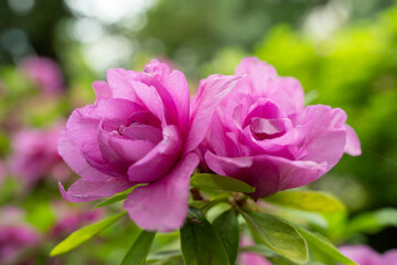 バラのような八重咲きツツジ