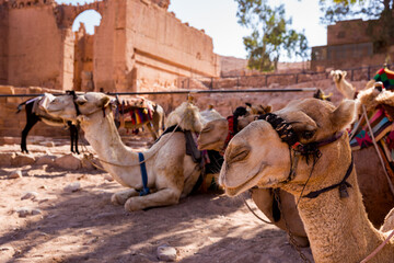 A camel in the archeological site of Petra in Jordan
