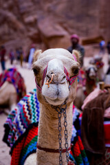 A camel in the archeological site of Petra in Jordan