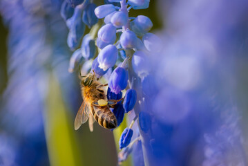 pszczoła na szafirkach