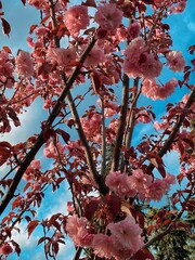 beautiful blooming spring Japanese sakura on the street during the day against the blue sky. A very...