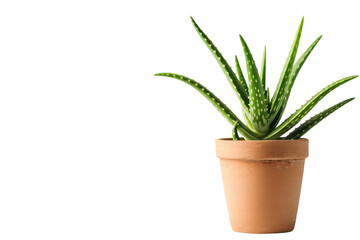 Aloe Vera Healing Plant On Transparent Background.