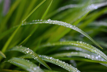 Morning dew on green grass