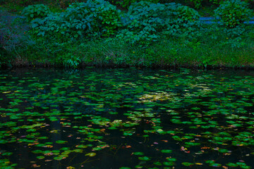 蓮の葉が広がる池