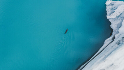 Aerial view of a seal swimming in Jokulsarlon, Iceland