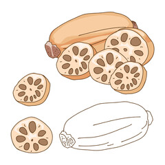 Isolated Lotus roots, whole part of lotus roots or lotus bulb and cut part. Line art hand drawing vector illustration, uncool, food ingredient, healthy diet, Anime food and vegetables hand drawing.