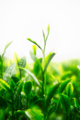 新茶の茶葉のアップ