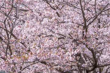 桜の花　春のイメージ