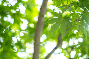 緑のもみじ　初夏のイメージ