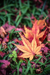 落ち葉　秋のイメージ