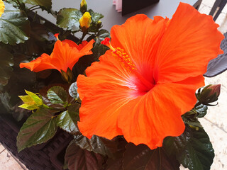 Orange hibiscus flower as a decoration of the exterior of the restaurant.