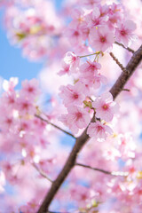 桜の花　春のイメージ