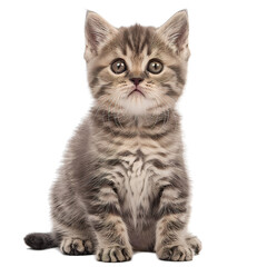 Fototapeta premium shorthair cat