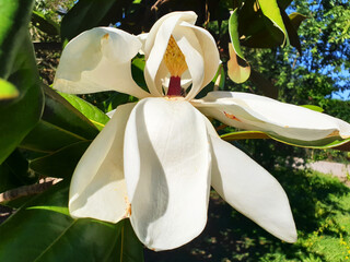 Close-up of a white open magnolia flower blooming on a tree.