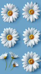 White daisies are aesthetically placed with one inverted to break the symmetry on a soft blue background