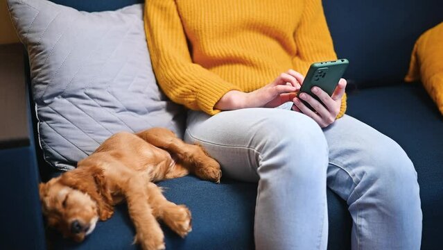 Unrecognizable woman using smartphone, typing message while sitting on sofa with sleeping pet indoors