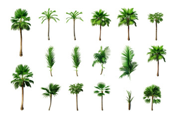 Dance of the Palm Trees. On a White or Clear Surface PNG Transparent Background.